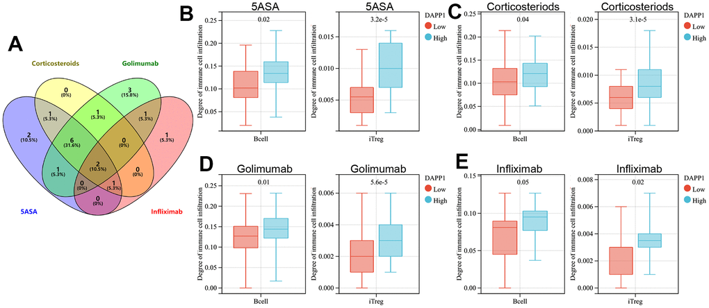 (A) The Venn diagram displays immune cells with differential infiltration between high and low levels of DAPP1 expression across all treated cohorts. The differences in infiltration of B cells and iTregs between patients with high and low levels of DAPP1 in UC cohorts treated with 5-ASA (B), corticosteroid (C), golimumab (D), and infliximab (E).