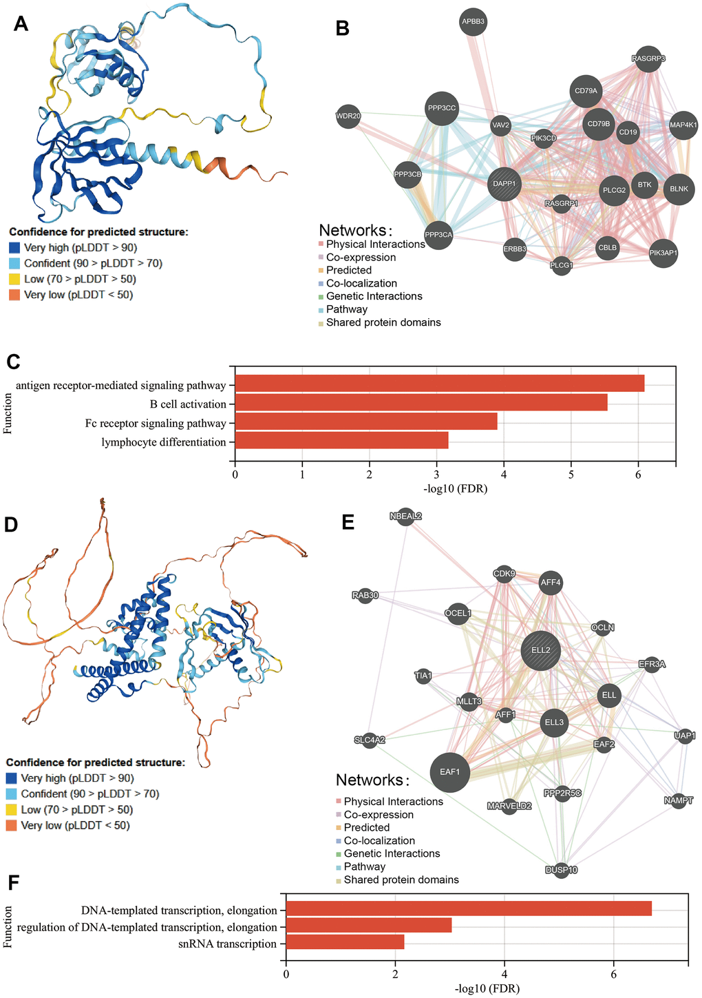 (A) The structure of the DAPP1 protein from HPA database. (B) The proteins that interact with DAPP1 obtained from GeneMANIA database. (C) Prediction of the biological function of DAPP1 based on GeneMANIA database. (D) The structure of the ELL2 protein from HPA database. (E) The proteins that interact with ELL2 obtained from GeneMANIA database. (F) Prediction of the biological function of ELL2 based on GeneMANIA database.