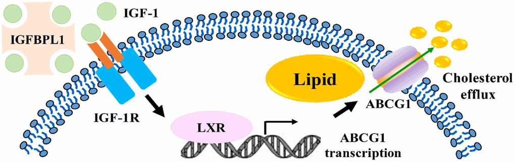 Summary model of IGFBPL1 inhibits macrophage lipid accumulation.