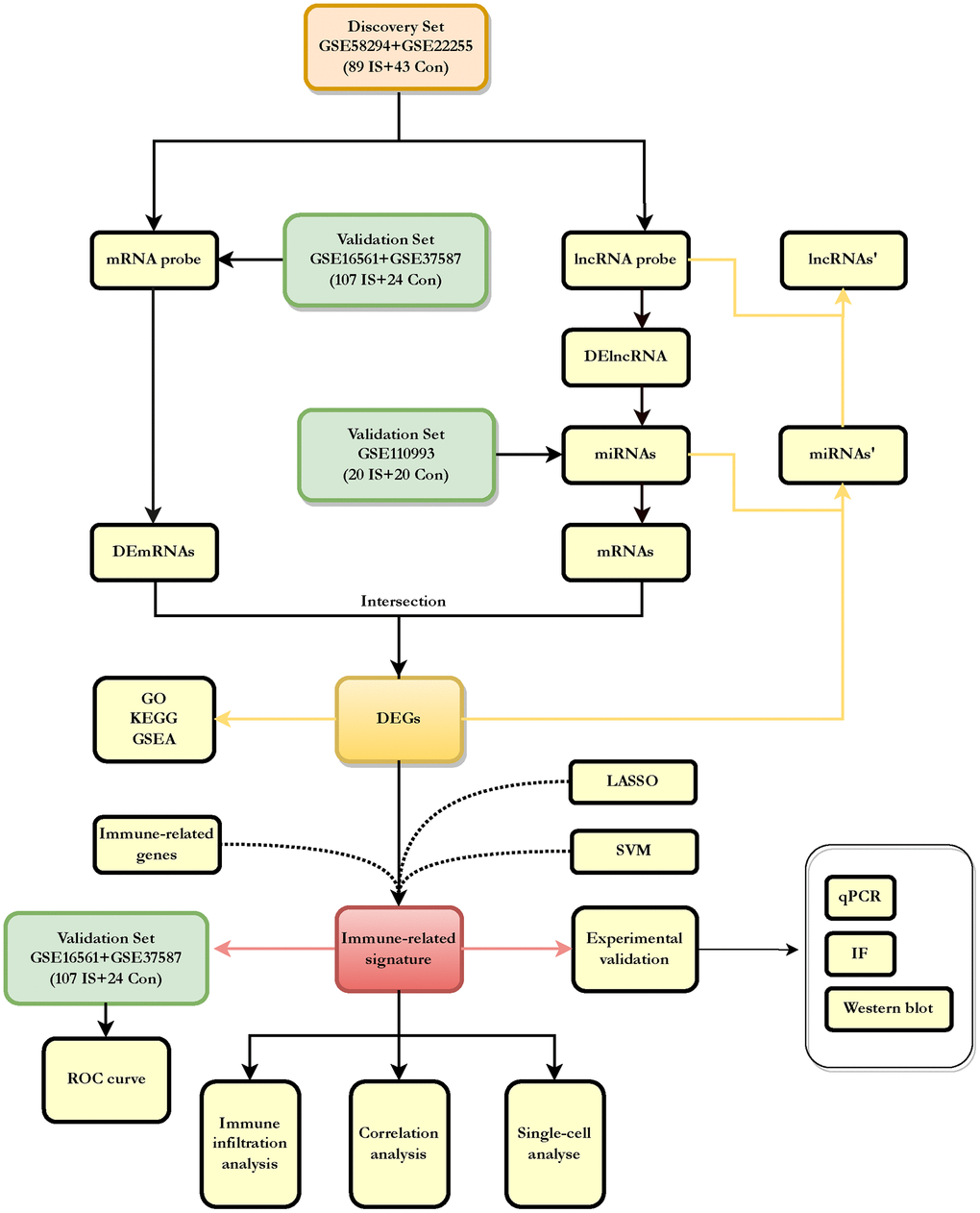 Flowchart about the entire working processes of this study. IS: ischemic stroke; Con: controls; DEGs: differently expressed genes.