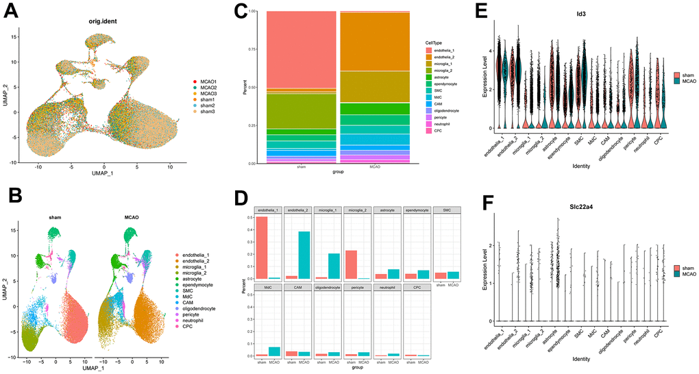 Mouse brains’ scRNA-seq demonstrates transcriptome atlas. (A) UMAP plot for visualizing clustering profiles between MCAO and sham groups. (B) The UMAP plots display clustering of single cells by types. (C) The proportion of cells in each sample for each cluster is shown in a bar plot. (D) Visualizing the number of cells in each sample for each cluster. (E, F) Violin plots showing ID3 and SLC22A4 expression levels in the above 13 clusters.
