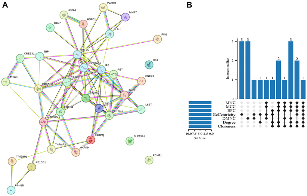 PPI network and hub genes. (A) PPI network analysis of DEARGs in the GSE12288 dataset. The circles represent genes, the lines represent PPIs between genes, and the results in the circles represent the protein structures. The colors of the lines represent evidence of PPIs. (B) UpSet map obtained by crossing the hub genes generated by the seven algorithms.