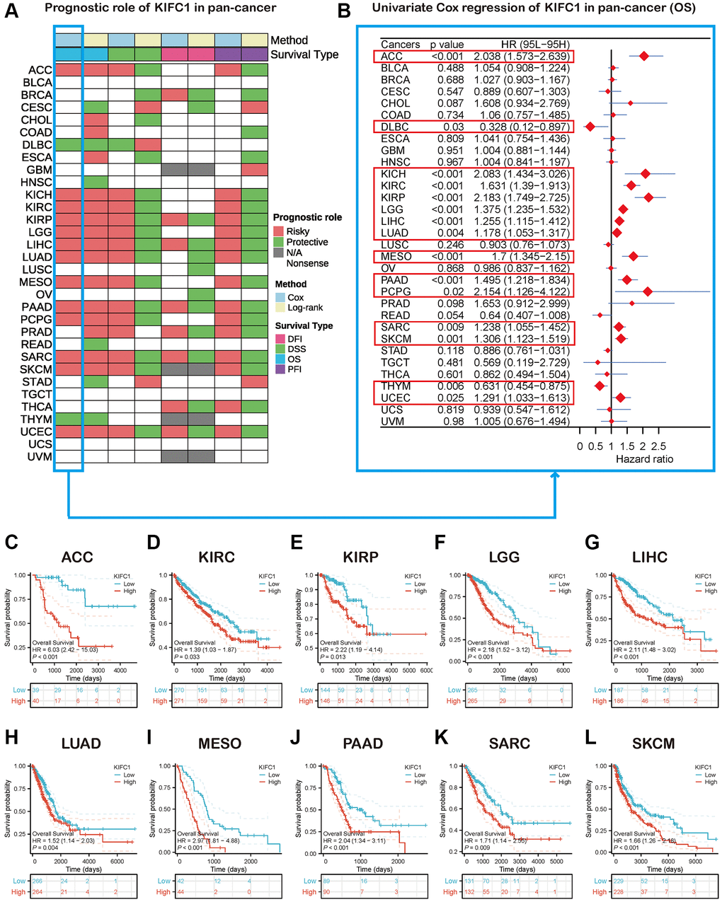 Survival analysis of KIFC1 in the pan-cancer. (A) Summary of the correlation between expression of KIFC1 with overall survival (OS), disease-specific survival (DSS), disease-free interval (DFI), and progression-free interval (PFI) based on the univariate Cox regression and Kaplan-Meier models. (B) The forest plot exhibited the prognostic role of KIFC1 in cancers by the univariate Cox regression method. (C–L) Kaplan-Meier overall survival curves of KIFC1 in ACC, KIRC, KIRP, LGG, LIHC, LUAD, MESO, PAAD, SARC, and SKCM.