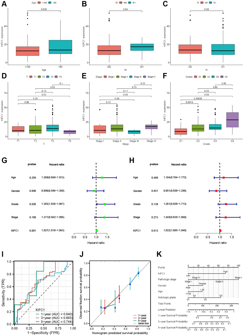 Clinical characteristics of KIFC1 in pancreatic adenocarcinoma. Variation analysis of KIFC1 expression in different Ages (A), M stage (B), N stage (C), T stage (D), pathological stages (E), and histologic grade (F). (G, H) The prognostic significance of KIFC1 in pancreatic cancer was analyzed by univariate and multivariate Cox analysis. (I) Prognostic evaluation efficacy of KIFC1 in pancreatic cancer by ROC. (J) Calibration curve for evaluating the accuracy. (K) A nomogram based on KIFC1 expression and Pathological stage, Gender, Age, and Histologic grade. Ns: p ≥0.05; *p **p ***p ****p 