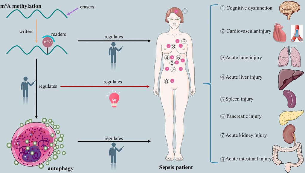 Genetic Factors of the Disease Course after Sepsis: A Genome-Wide Study for  28Day Mortality - eBioMedicine