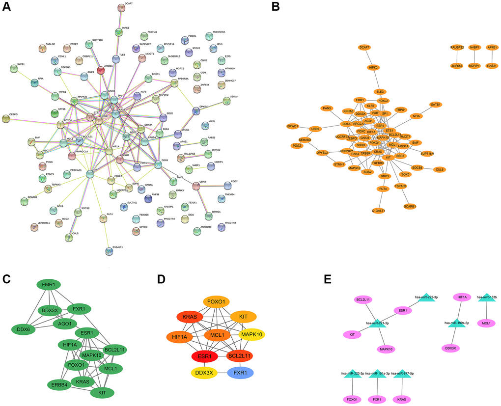 PPI network, modular analysis, and miRNA-mRNA network construction. The PPI network of 101 target genes of the 29 exo-miRNAs was analyzed using the STRING database (A) and Cytoscape software (B). (C) The key module was identified from the PPI network using the MCODE plug-in of Cytoscape. (D) The hub genes (degree: top 10) identified by the Cytohubba plug-in. (E) miRNA-hub gene network. In the miRNA-hub mRNA network, the pink ellipses represented hub genes, and the green triangles represented key miRNAs.