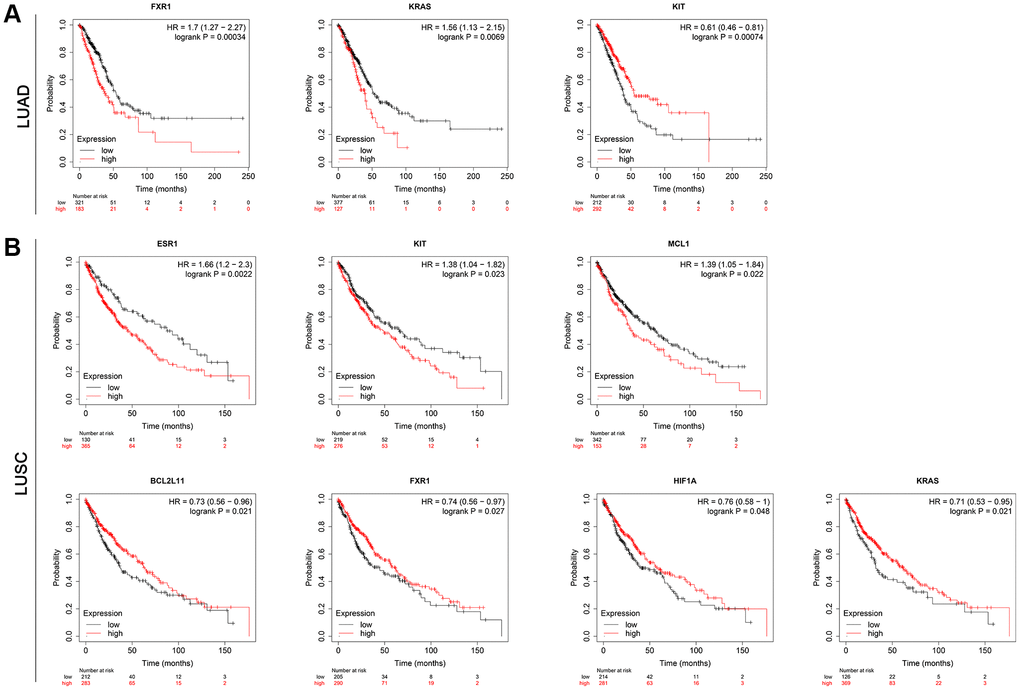 Results for the OS analysis of the hub mRNAs in lung cancer patients based on the Kaplan-Meier plotter online database. (A) LUAD. (B) LUSC. Abbreviations: OS: overall survival; LUAD: Lung adenocarcinoma; LUSC: Lung squamous cell carcinoma.