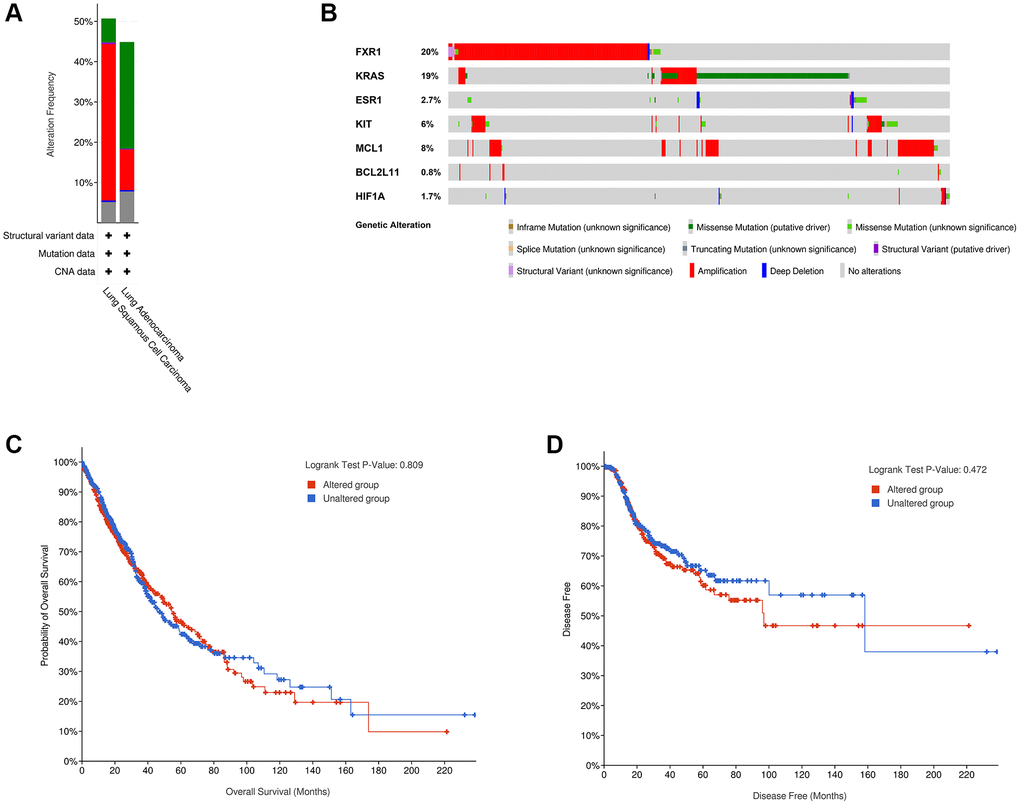 Genetic alterations linked to 7 real hub genes in lung cancer in cBioPortal online database. (A) Seven hub gene alterations in LUAD (TCGA, PanCancer Atlas) and LUSC (TCGA, PanCancer Atlas). (B) Alteration frequencies of seven hub genes based on the LUAD (TCGA, PanCancer Atlas) and LUSC (TCGA, PanCancer Atlas). Kaplan-Meier plots showing OS (C) and DFS (D) in cases with and without hub gene alterations. Abbreviations: LUAD: Lung adenocarcinoma; LUSC: Lung squamous cell carcinoma; OS: overall survival; DFS: disease-free survival.