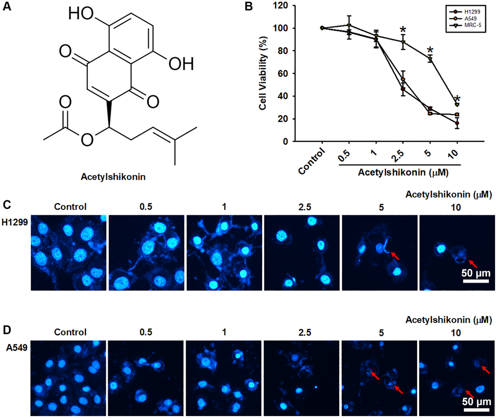 Acetylshikonin decreased cancer cell viability and induced chromatin condensation and nuclear debris formation. (A) Chemical structure of acetylshikonin. (B) CCK-8 assay results of MRC-5 cells and H1299 and A549 cells following incubation with acetylshikonin (0.5–10 μM) for 24 h (n = 4). (C, D) Fluorescence microscope images showing DAPI staining results and cell morphology of H1299 and A549 cells following treatment with acetylshikonin (0.5–10 μM). Red arrows indicated nuclear debris. Scale bar = 50 μm. MRC-5 cells and untreated cells were used as controls. Results are shown as means ± SD. *p 
