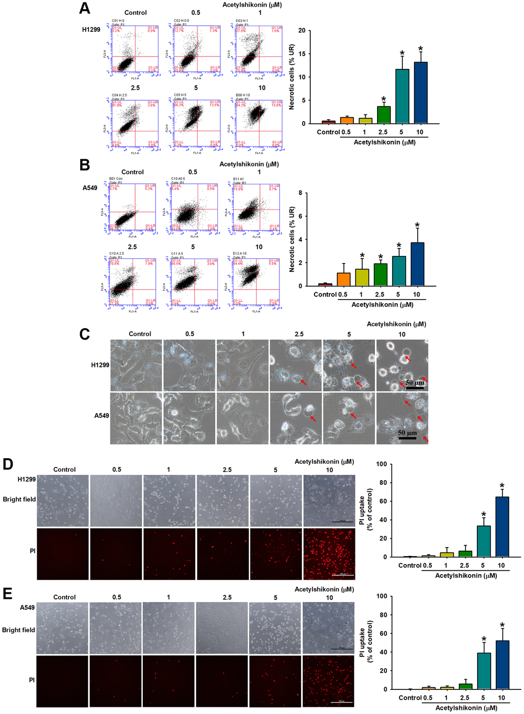 Acetylshikonin increased the membrane permeability of NSCLC cells and the proportion of necrotic NSCLC cells. (A, B) Flow cytometry results for Annexin V/PI showing the incidence of cell death among H1299 and A549 cells following treatment with acetylshikonin (0.5–10 μM) for 24 h (n = 4). (C) Phase microscope images of NSCLC cells following incubation with acetylshikonin (0.5–10 μM) for 24 h. Red arrows indicate swollen blebs. Scale bar = 50 μm. (D, E) PI staining results of H1299 and A549 cells following treatment with acetylshikonin (0.5–10 μM) for 4 h. Scale bar = 200 μm. Untreated cells were used as controls. Results are shown as means ± SD. *p 