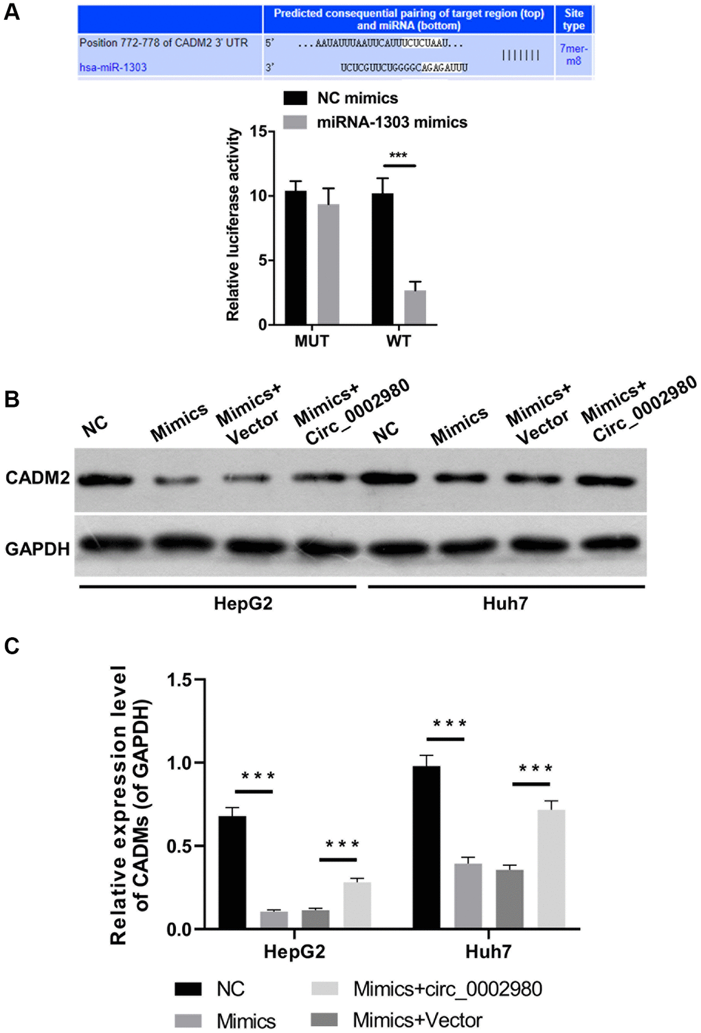 CADM2 was a target gene of miR-1303. (A) TargetScan analysis was applied to predict the binding site between miR-1303 and CADM2, and the targeting effect of miR-1303 to CADM2 was confirmed using dual luciferase reporter assay. (B) Western blotting analysis of CADM2 expression in HepG2 and Huh7 cells, which were administrated with miR-1303 mimics and circ