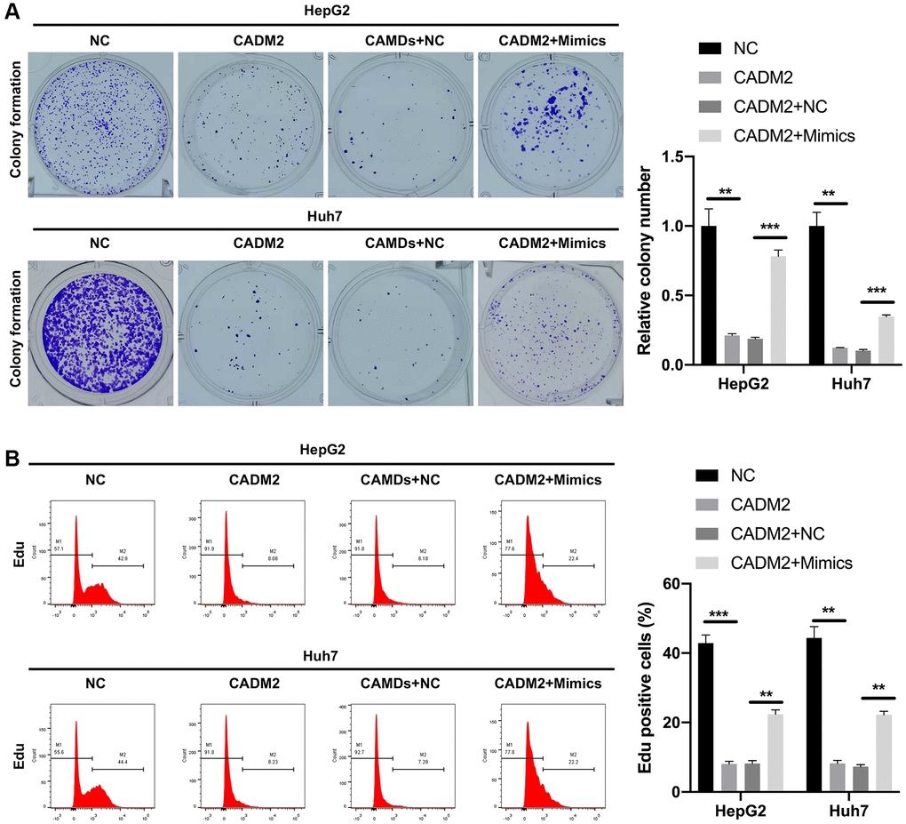 miR-1303 partially reversed CADM2-mediated prevention in proliferation of LC cells. (A) Clone formation assay exhibited the change in clone-forming ability in HepG2 and Huh7 cells, which were cotransfected with CADM2 overexpression plasmids and miR-1303 mimics. (B) Flow cytometer was adopted to verify the change of cell proliferation in each group. *P **P ***P 
