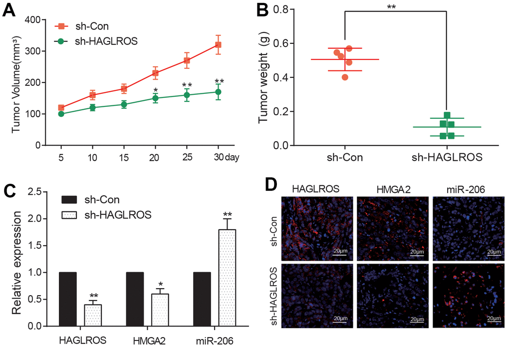 shHAGLROS inhibits the growth of PTC tumors. (A, B) shHAGLROS decreased the volume and weight of PTC tumors. (C) The expression of HAGLROS or HMGA2 decreased in PTC tumors in nude mice after addition of shHAGLROS while miR-206 over-expressed. (D) The expressions of HAGLROS, HMGA2 and miR-206 in different tumor tissues were detected by immunofluorescence and FISH fluorescence assay.