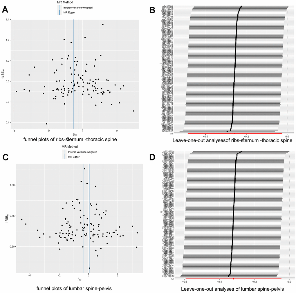 Two-sample Mendelian randomization heterogeneity test results. (A) The funnel plot for rib-sternum-thoracic spine fractures exhibited a symmetric distribution. (B) The 'Leave-one-out' sensitivity test confirmed the robustness of the rib-sternum-thoracic spine fracture results. (C) Similarly, the funnel plot for lumbar spine-pelvis fractures showed symmetry. (D) The 'Leave-one-out' sensitivity test for lumbar spine-pelvis fractures validated the stability of these findings.