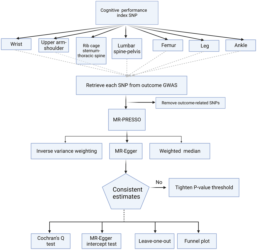 Flowchart for the Mendelian randomization study. This chart illustrates the process used to determine the causal relationship between cognitive performance and site-specific fracture risk. SNP, single-nucleotide polymorphism; GWAS, genome-wide association study; MR, Mendelian Randomization; MR-PRESSO Mendelian Randomization Pleiotropy RESidual Sum and Outlier