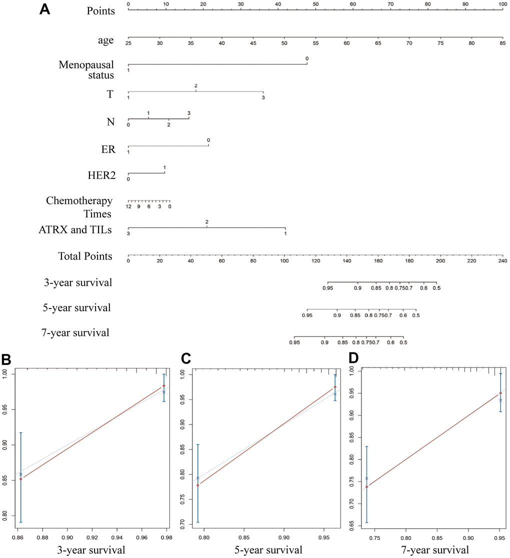Constructing a nomogram for prognosis prediction. (A) The predicted 3-, 5- and 7-year survival rates of patients with BC are based on the prognostic nomogram. (B–D) C-index showed the concordances between predicted and observed 3-, 5- and 7-year survival rates based on the nomogram after bias corrections.