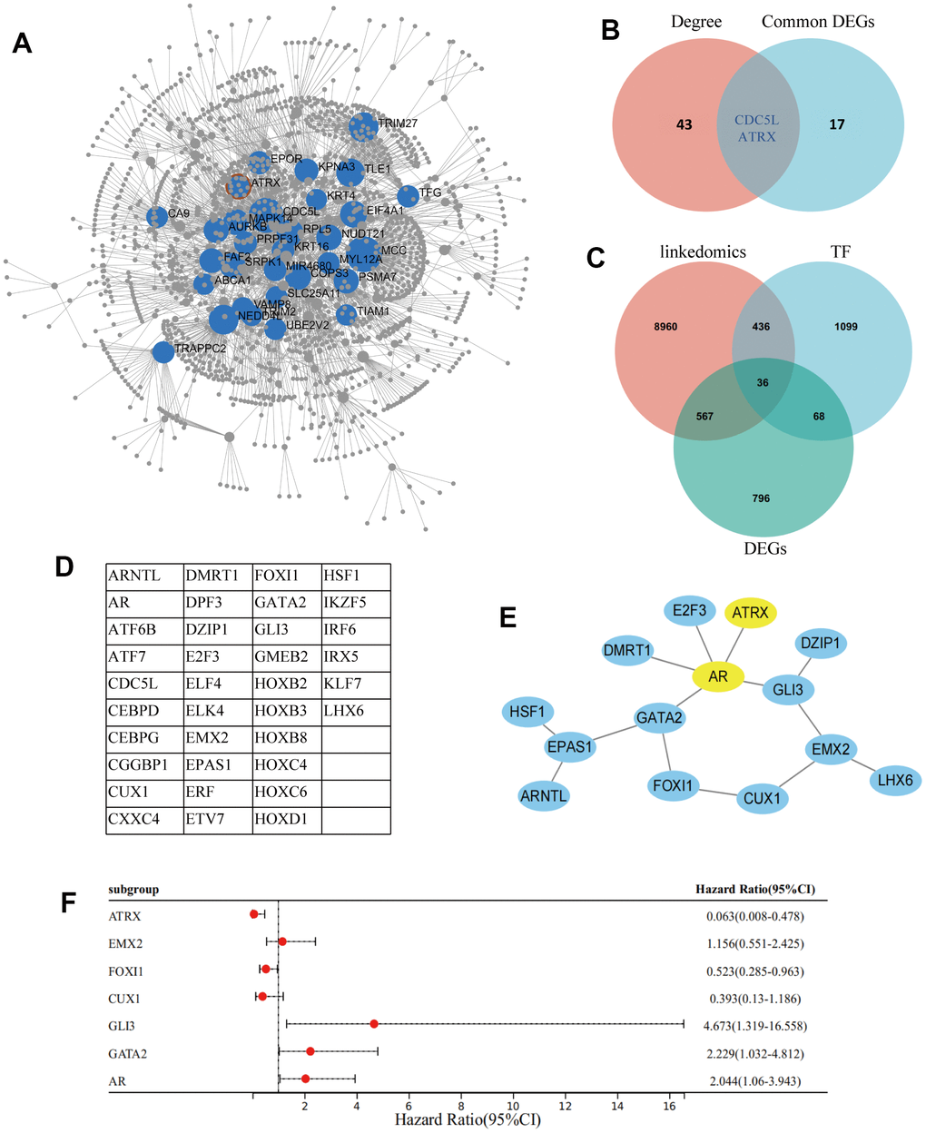 Screening of hub gene. (A) Network Analyst Database for breast mammary tissue PPI analysis on 286 DEGs, which were filtered by Degree ≥ 15. (B) Venn diagram reveals the hub genes. (C) Venn diagram detected 36 common DEGs of ATRX-associated, TFs and DEGs in GSE1. (D) The name of the 36 common DEGs. (E) STRING and Cytoscape analysis of the common DEGs. (F) Logistic regression analysis of genes related to drug resistance.