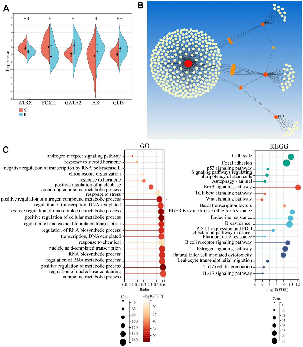 Potential role of the hub gene and associated TFs. (A) The expression of the five important genes in GSE1. (B) Network Analyst Database for PPI analysis on the five genes. (C) GO and KEGG analysis of the four genes using the Network Analyst Database.