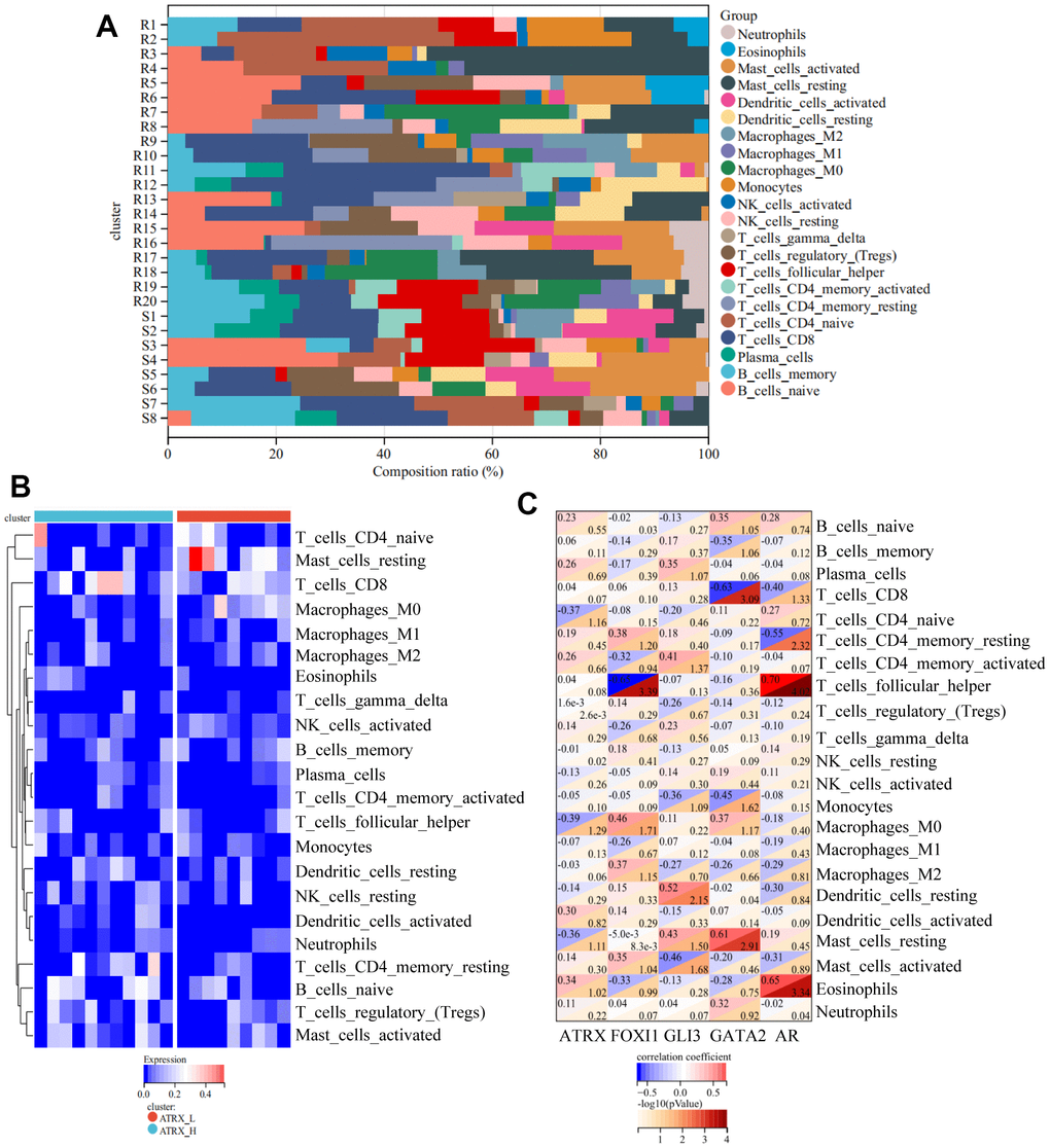 Immune analyses for GSE22513. (A) CIBERSORT analysis for 22 immunity cells. (B) ssGSEA revealed the difference in the 22 immunity cells between the ATRX-High and ATRX-Low groups. (C) Relationship between the five genes and immunity cells.