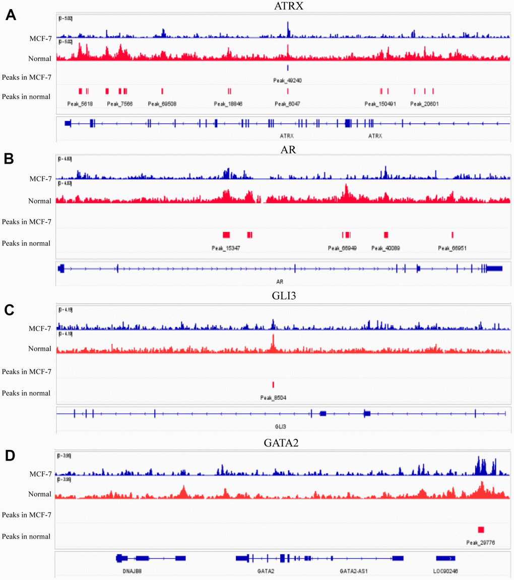 H3K9me3 ChIP-seq for normal breast epithelium tissue and MCF-7 in ENCODE. The signal intensities and peaks of H3K9me3 on ATRX (A), AR (B), GLI3 (C) and GATA2 (D) in normal breast epithelium tissues and 10 MCF-7 cells.