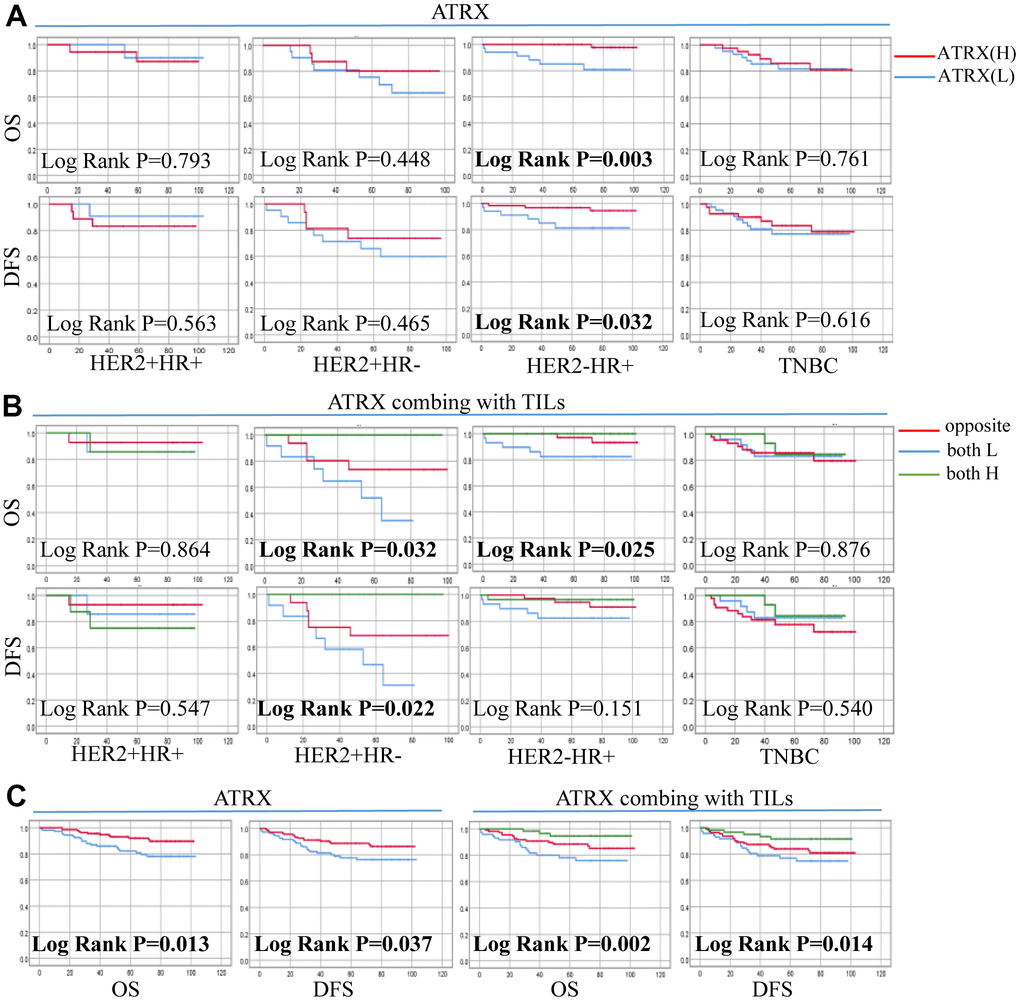 Correlation between ATRX expression, TILs level and survival outcomes in patients with on the TMA. (A) Correlation between ATRX and OS, DFS in the four BC subtypes. (B) Correlation between ATRX combined with TILs and OS, DFS in the four BC subtypes. (C) Correlation between ATRX (or ATRX combining with TILs) and OS, DFS in patients with BC. ATRX(H): ATRX-High expression group, ATRX(L): ATRX-Low expression group, Opposite: the group with ATRX expression tendency opposited to TILs, both H: both ATRX- and TILs-High group, both L: both ATRX- and TILs-Low group.
