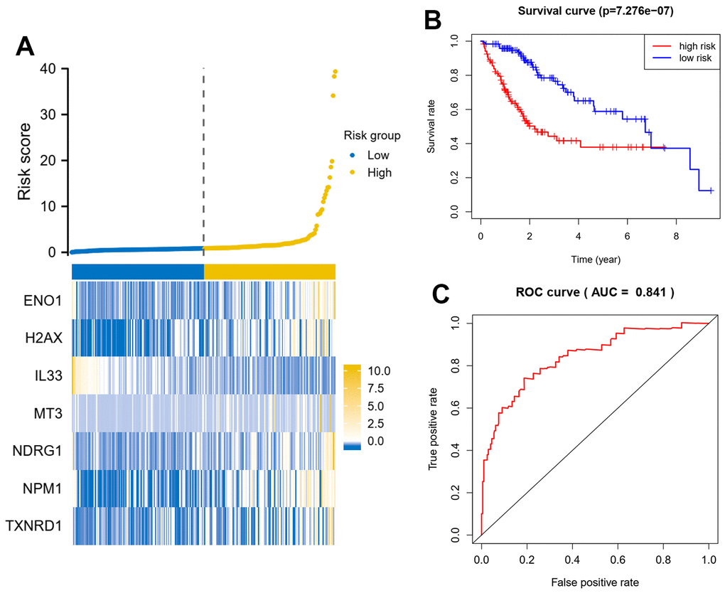 Seven oxidative stress-related genes predict patient prognosis model in training dataset. (A) A signature model for each of the 7 genes was constructed, and the risk score for each patient based on the model was calculated. X axis is number of patients. (B) Survival analysis about patients in the high-risk group and the low-risk group. (C) Analysis of the area under the ROC curve. The signature model based on Cox regression coefficients and gene expression, the riskscore = gene A expression* coefficients A+ gene B expression* coefficients B.
