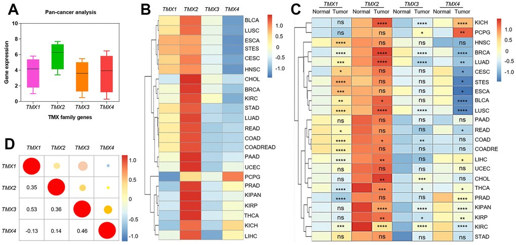 The expression and correlation analysis of TMX family genes in different cancer types. Box plot showed the expression of TMX family genes in pan-cancer (A). The expression level of TMX family genes in 23 different types of cancer (B). Heat map showed the difference in TMX family genes expression between 23 different types of tumors and adjacent or normal tissues (C). Correlation of TMX family genes expression in pan-cancer (D). ACC (adrenocortical carcinoma), BLCA (bladder urothelial carcinoma), BRCA (breast invasive carcinoma), CESC (cervical squamous cell carcinoma and endocervical adenocarcinoma), CHOL (cholangiocarcinoma), COAD (colorectal adenocarcinoma), COADREAD (Colon adenocarcinoma/Rectum adenocarcinoma Esophageal carcinoma), DLBC (lymphoid neoplasm diffuse large B-cell lymphoma), ESCA (esophageal carcinoma), GBM (glioblastoma multiforme), HNSC (head and neck squamous cell carcinoma), KICH (kidney chromophobe), KIRC (Kidney renal clear cell carcinoma), KIRP (kidney renal papillary cell carcinoma), KIPAN (Pan-kidney cohort), LAML (acute myeloid leukemia), LGG (brain lower grade glioma), LIHC (liver hepatocellular carcinoma), LUAD (lung adenocarcinoma), LUSC (lung squamous cell carcinoma), MESO (mesothelioma), OV (ovarian serous cystadenocarcinoma), PAAD (pancreatic adenocarcinoma), PCPG (pheochromocytoma and paraganglioma), PRAD (prostate adenocarcinoma), READ (rectal adenocarcinoma), SARC (sarcoma), SKCM (Skin Cutaneous Melanoma), STAD (stomach adenocarcinoma), STES (Stomach and Esophageal carcinoma), TGCT (testicular germ cell tumors), THCA (thyroid carcinoma), THYM (thymoma), UCEC (uterine corpus endometrial carcinoma), UCS (uterine carcinosarcoma), UVM (uveal melanoma). Red dots represent positive correlation, and blue dots represent negative correlation. * p 
