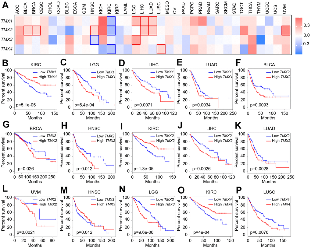 Correlation analysis of TMX family gene expression and overall survival rate in patients with different TCGA tumor types. Using GEPIA2 to construct a survival map of TMX family gene expression (A). The OS curve of TMX1 in different tumors: KIRC (B); LGG (C); LIHC (D); LUAD (E). The OS curve of TMX2 in different tumors: BLCA (F); BRCA (G); HNSC (H); KIRC (I); LIHC (J); LUAD (K); UVM (L). The OS curve of TMX3 in different tumors: HNSC (M); LGG (N). The OS curve of TMX4 in different tumors: KIRC (O); LUSC (P). The expression of TMX family genes was distinguished by different color lines. Red lines indicated high expression, and blue lines indicated low expression.