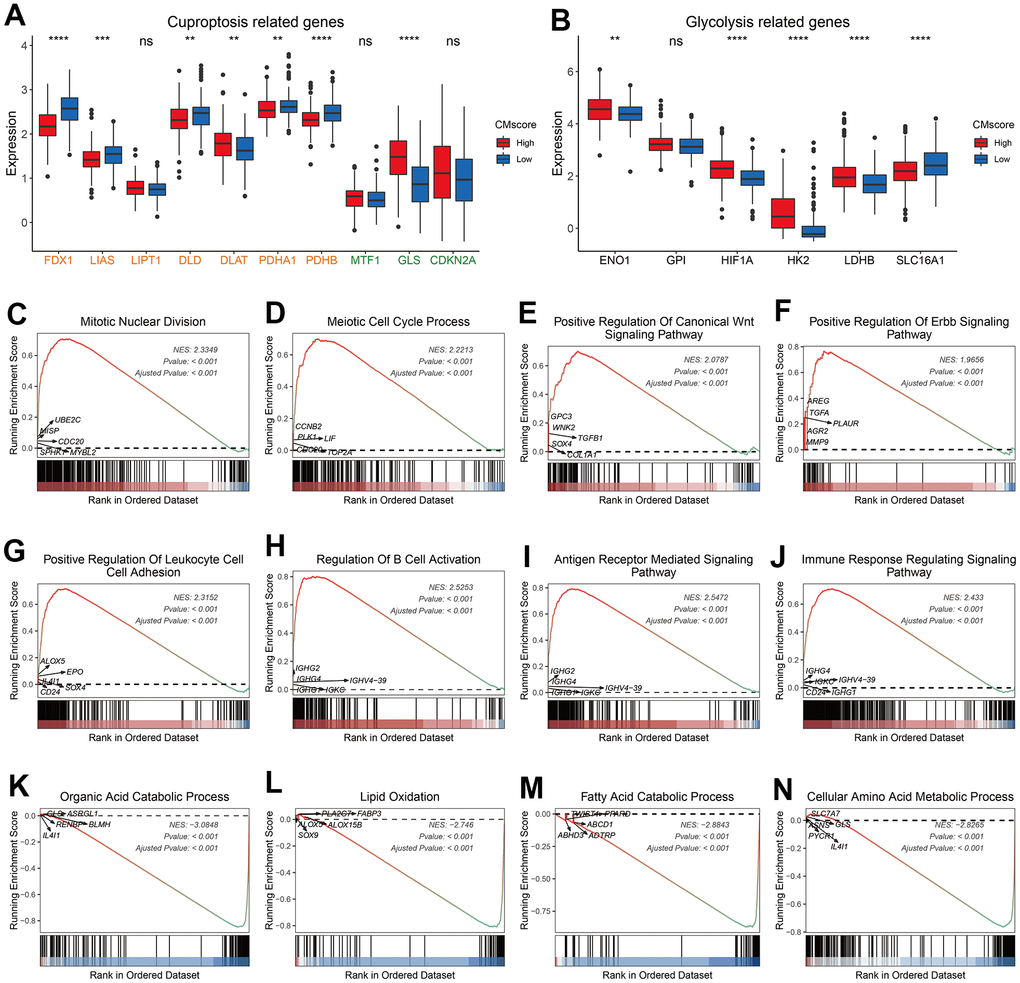 Pathway enrichment analyses of CMscore-based HCC groups. (A, B) The box plot showing the expression of cuproptosis (A) and glycolysis (B) related genes in high- and low-CMscore subgroups of the TCGA