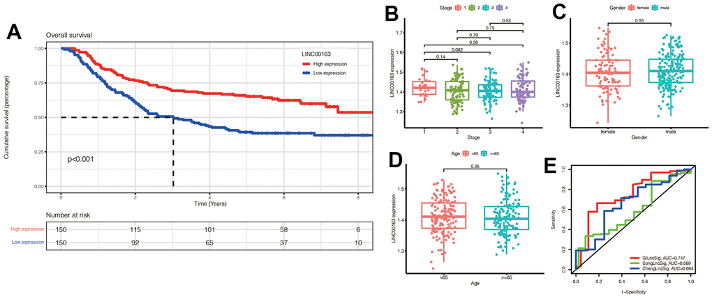 (A) KM survival curve of LINC00163 in gastric cancer:High expression of LINC00163 was associated with poor prognosis (pB–D) Expression of LINC00163 in different stages, genders and ages of gastric cancer. (E) Our model was compared with other models by plotting a 5-year ROC curve associated with prognosis.