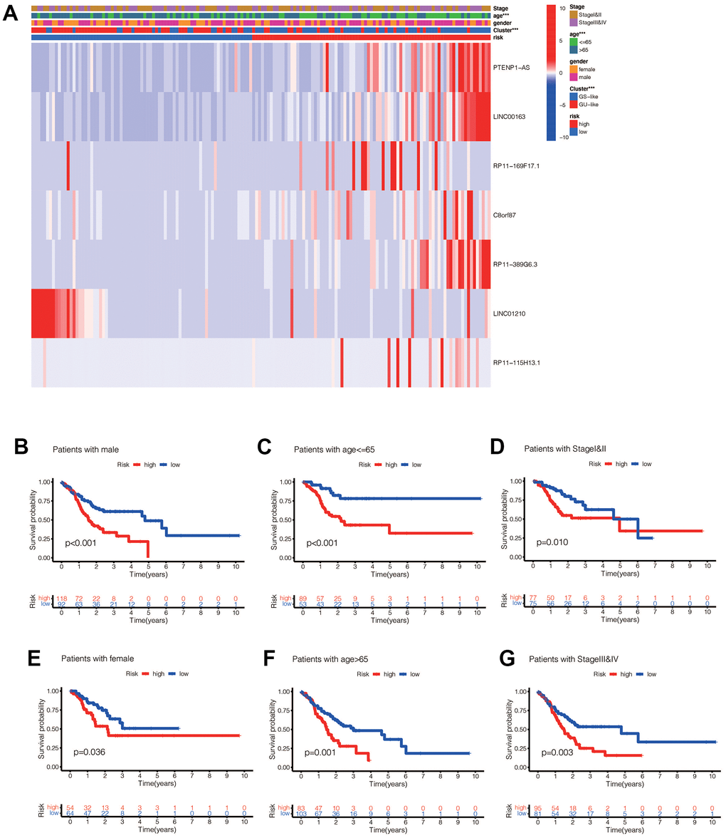 (A) Heat maps of the relationship between ginlncRNAs in high-risk group and low-risk group, GU-like group and GS-like group, tumor stage, age, and sex (* pppB) The risk values of the constructed model were associated with poorer prognosis in male gastric cancer patients (pC) The risk value of the established model was associated with poor prognosis in patients with gastric cancer aged pD) The risk value of the constructed model was associated with poor prognosis in both early gastric cancer patients (pE) In female patients (pF) in aged >65 patients (pG) in late stage patients (p