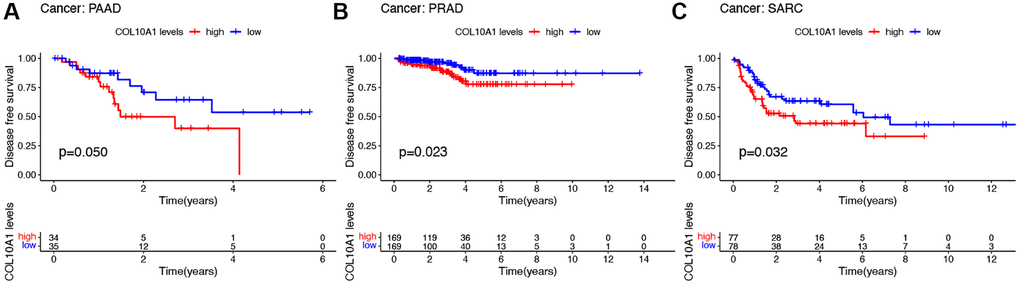Kaplan–Meier survival analyses of the prognostic value of COL10A1 expression level for DFS in different cancer types. DFS according to high and low expression of COL10A1 in PAAD, PRAD and SARC from the TCGA database (A–C).