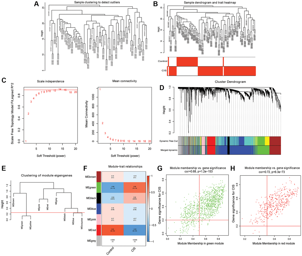 Identification of hub modules and candidate hub mRNAs based on WGCNA. (A) Sample clustering dendrogram to detect outliers; (B) Sample clustering dendrogram and trait heatmap; (C) Scale-free fitting index and average connectivity for different soft threshold power (β); (D) mRNA is divided into different modules by hierarchical clustering, and different colors represent different modules; (E) Modules with dissimilarity F) Heatmap of correlation between ME and CIS; (G) Scatter plot of mRNAs in green module; (H) Scatter plot of mRNAs in red module.