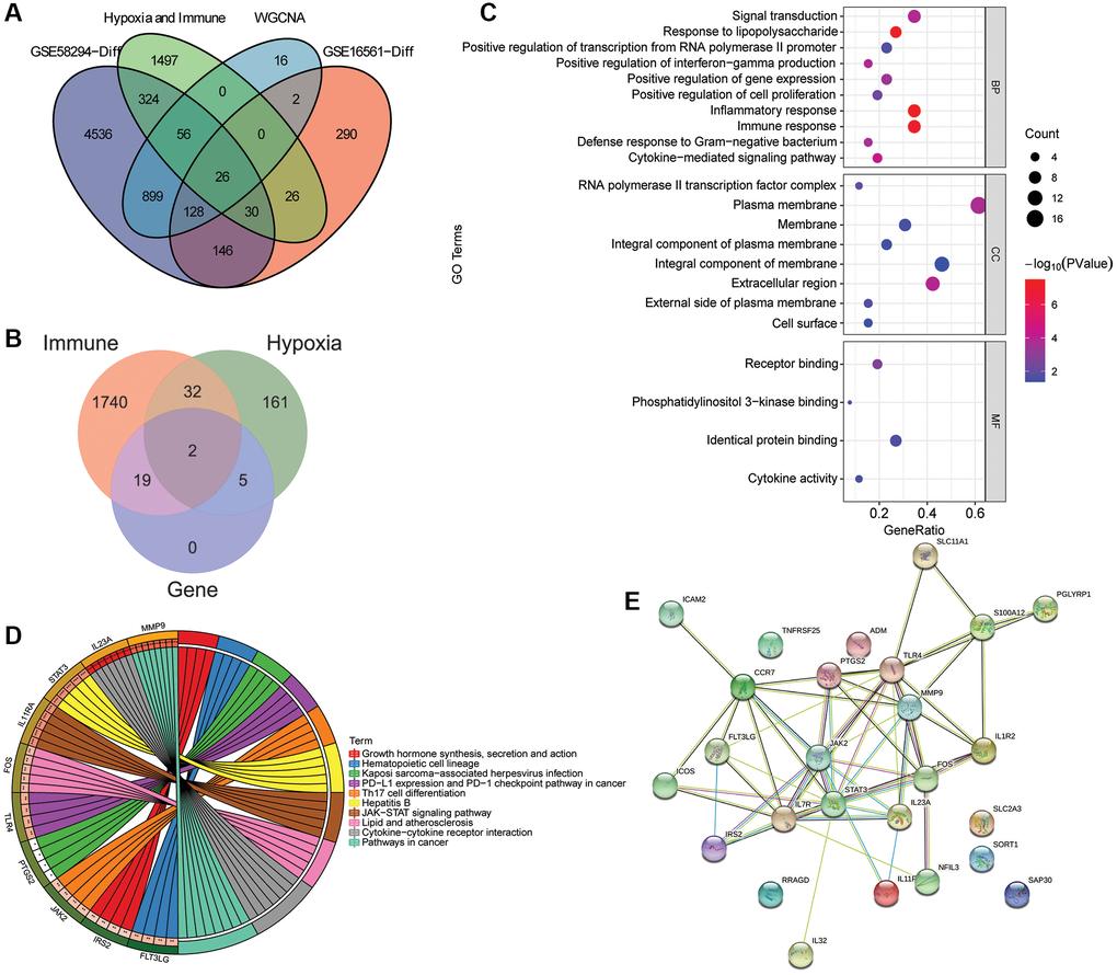 Identification and functional enrichment analysis of intersection mRNAs. (A) Venn diagram of intersection of the DEmRNAs in the GSE58294 dataset, the DEmRNAs in the GSE16561 dataset, the candidate key mRNAs in the WGCNA and the set of IRGs and HRGs; (B) Venn diagram of the intersection mRNAs, IRGs and HRGs; (C) GO functional enrichment analysis of intersection mRNAs; (D) KEGG functional enrichment analysis of intersection mRNAs; (E) A PPI network was constructed based on STRING database to study the regulatory relationship between intersection mRNAs.