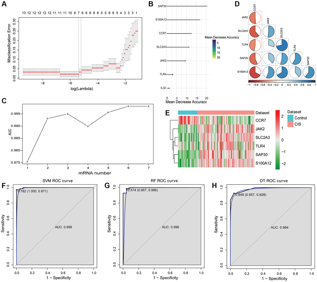 Identification of hub mRNAs and construction of SVM, RF and DT classification models. (A) LASSO regression analysis was performed on 26 intersection mRNAs; (B) Mean decreased accuracy sorting of SAP30, S100A12, CCR7, SLC2A3, JAK2, TLR4 and IL32; (C) Trend chart of AUC with the increase of DEmRNA quantity; (D) Correlation between SAP30, S100A12, CCR7, SLC2A3, JAK2 and TLR4. Red and blue represent positive and negative correlations, respectively. (E) Expression heatmap of SAP30, S100A12, CCR7, SLC2A3, JAK2 and TLR4; (F) ROC curve of SVM classification model in GSE58294 dataset; (G) ROC curve of RF classification model in GSE58294 dataset; (H) ROC curve of DT classification model in GSE58294 dataset.