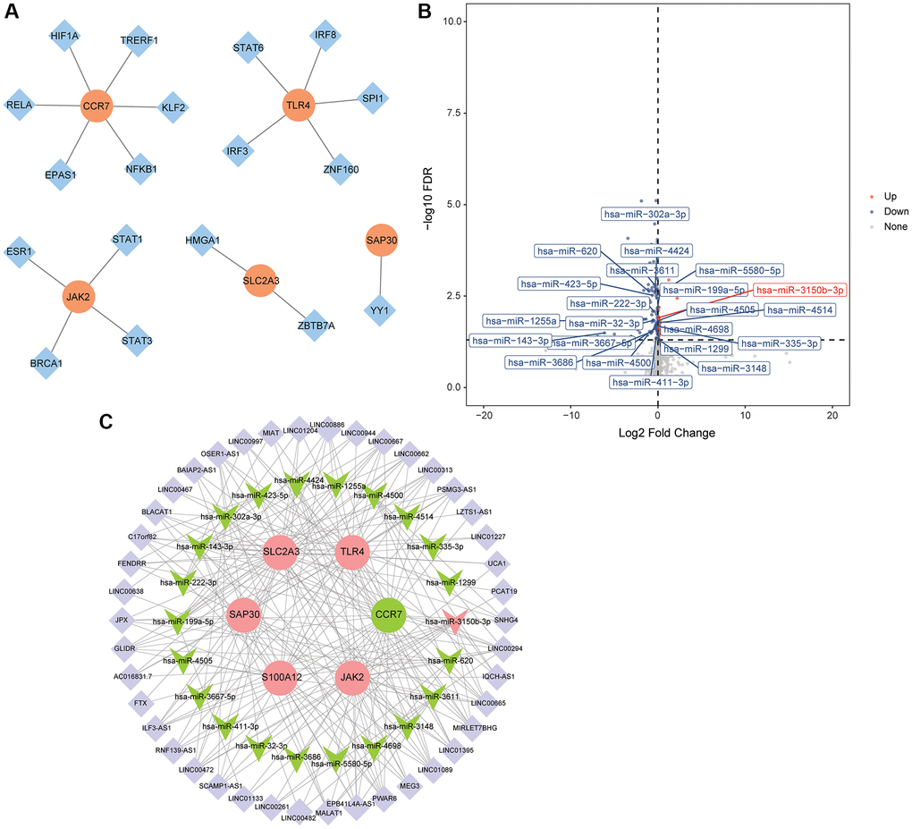 Construction of TFs regulatory network and ceRNA regulatory network. (A) TFs regulatory network; (B) Volcano map of DEmiRNAs in the GSE95204 dataset; (C) CeRNA regulatory network.