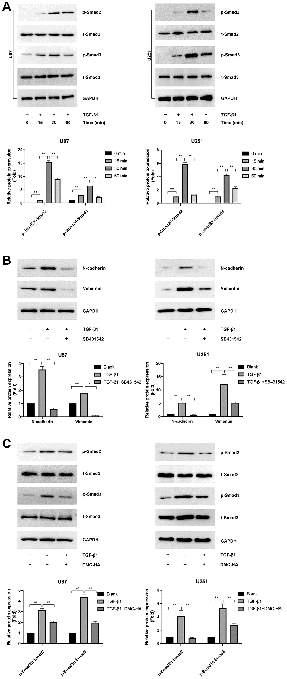 Effects of DMC-HA on the Smad pathway in glioma cells. (A) Western blot analysis was conducted to assess the expression of p-Smad2 and p-Smad3 after a 60-minute treatment with TGF-β1. (B) Western blot analysis was employed to examine the expression of N-cadherin and Vimentin following combined treatment with TGF-β1 and SB431542. (C) Western blot analysis was performed to evaluate the phosphorylation of Smad2 and Smad3 after co-treatment with TGF-β1 and DMC-HA.