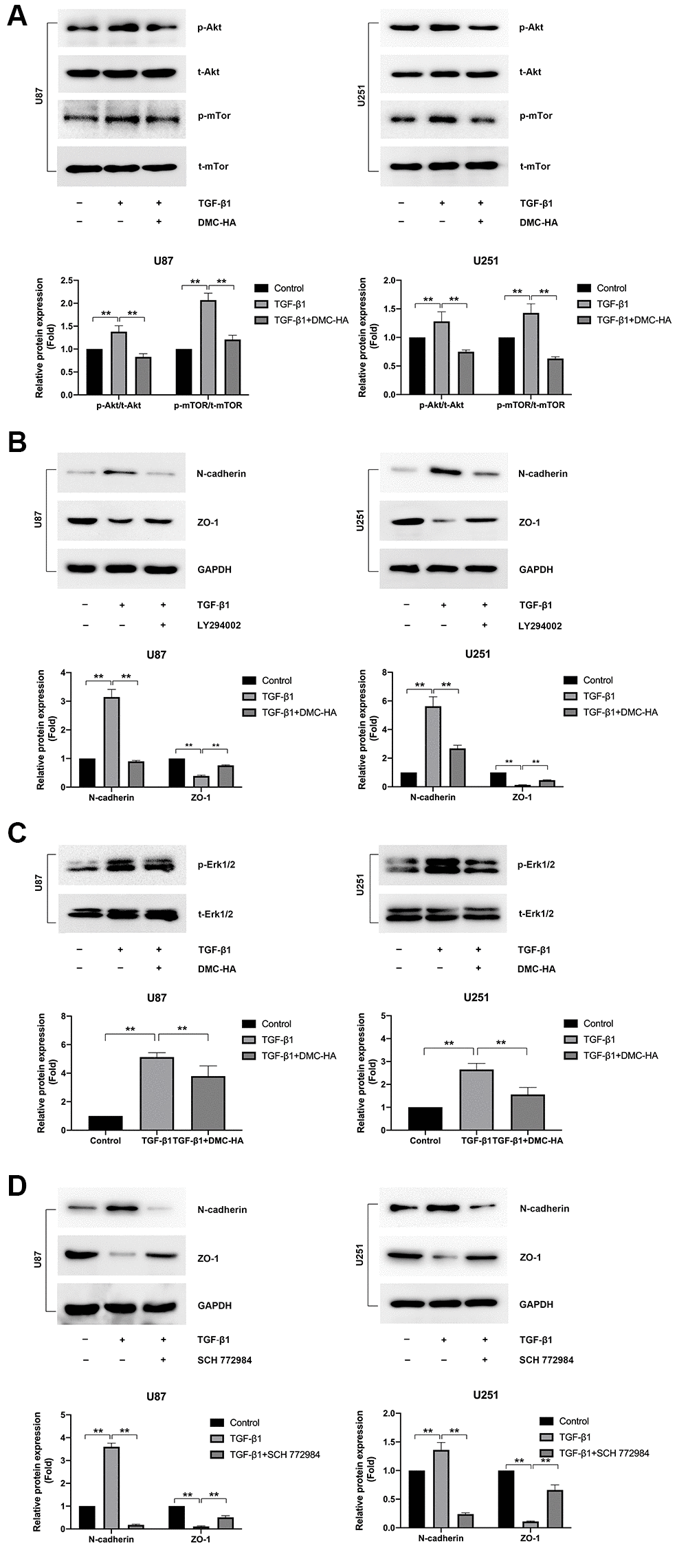 Effects of DMC-HA on the Akt and Erk signalling in glioma cells. (A) Western blot analysis was conducted to assess the expression of p-Akt and p-mTor following combined treatment with TGF-β1 and DMC-HA. (B) Western blot analysis was conducted to assess the expression of N-cadherin and ZO-1 following combined treatment with TGF-β1 and LY294002. (C) Western blot analysis was conducted to assess the expression of p-Erk1/2 following combined treatment with TGF-β1 and DMC-HA. (D) Western blot analysis was conducted to assess the expression of N-cadherin and ZO-1 following combined treatment with TGF-β1 and SCH 772984.