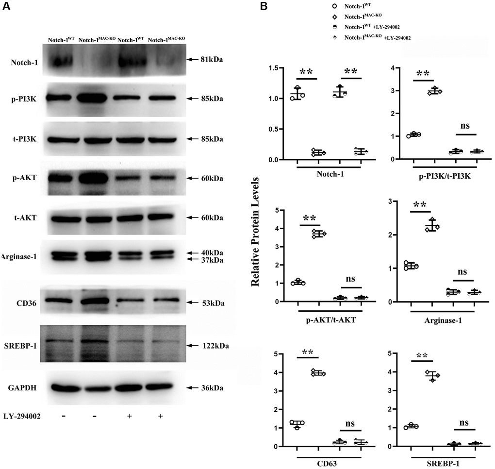 Notch-1MAC-KO reduced the secretion of PI3K and caused M2 anti-inflammatory effect. (A) Western blotting revealed that the expression levels of Notch-1, p-PI3K, p-AKT, CD36, SREBP-1 and Arg-1 were markedly enhanced in the peritoneal macrophages of Notch-1MAC-KO mice, which were reversed by an anti-PI3K neutralizing antibody (LY-294002). (B) Quantitative analysis of relative protein levels revealed that Notch-1, p-PI3K, p-AKT and Arg-1 were increased in the peritoneal macrophages of K.O. group compared with W.T. group, which were significantly reversed by LY-294002. **P P > 0.05: peritoneal macrophages of Notch-1MAC-KO mice vs. peritoneal macrophages of Notch-1WT mice.