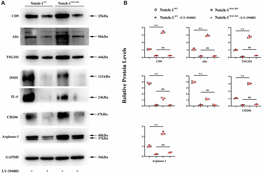 PI3K/AKT signaling pathway was involved in the Notch-1MAC-KO-induced M2 polarization. (A) Western blotting showed that CD9, TSG101, Alix, CD206 and Arg-1 were significantly enhanced in peritoneal macrophages of Notch-1MAC-KO mice, but iNOS and IL-6 were significantly reduced, which were reversed by LY-294002. Compared with W.T. group, the expression levels of CD9, TSG101, Alix and Arg-1 were enhanced in K.O. group; (B) statistical data for Western blot. *P **P > 0.01: Notch-1MAC-KO vs. Notch-1WT, Notch-1WT vs. Notch-1WT + LY-294002, Notch-1MAC-KO vs. Notch-1MAC-KO + LY-294002.
