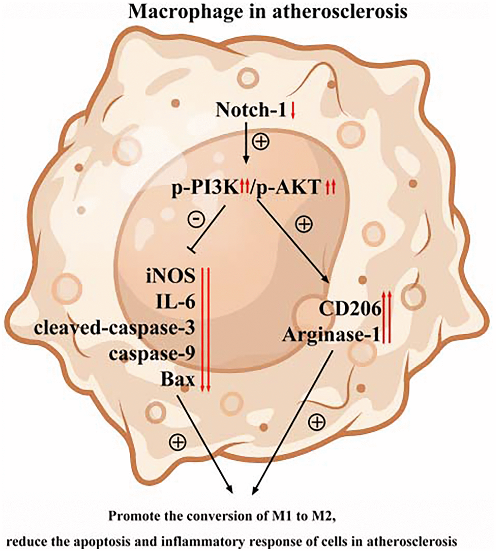 The PI3K/AKT signaling pathway was involved in the Notch-1MAC-KO-induced M2 polarization and further reduced apoptosis and inflammatory response in AS.