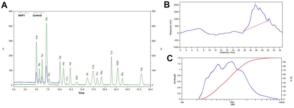 RAP1 identification results. (A) Amino acid composition and HPLC spectrum. (B, C) Molecular weight distribution analyses.