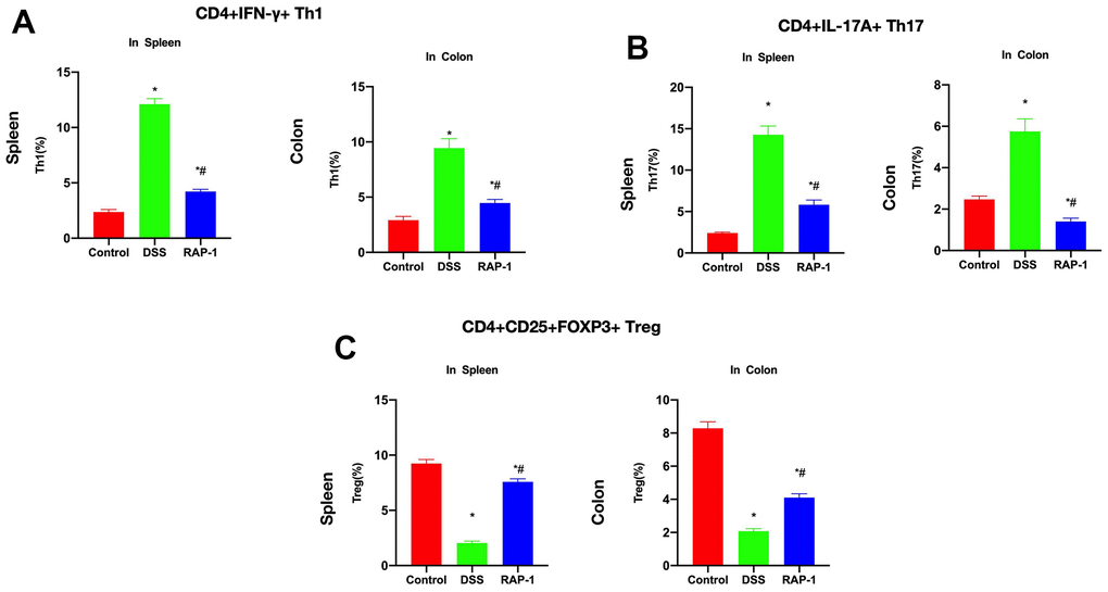 Immune lymphocyte assay results. (A) Th1 cells (n= 10). The Th1 proportions in mesenteric lymph nodes and spleen were upregulated in DSS group, which were higher than those in Control. RAP1 could lower the Th1 proportion. (B) Th17 cells (n= 10). The Th17 proportions in mesentery and spleen were also higher in the DSS group than in the Control, and RAP1 reduced the Th17 proportion. (C) Treg cells (n= 10). DSS group exhibited lower Treg proportions in mesenteric lymph nodes and spleen compared to Control, and RAP1 increased the Treg proportion. *P