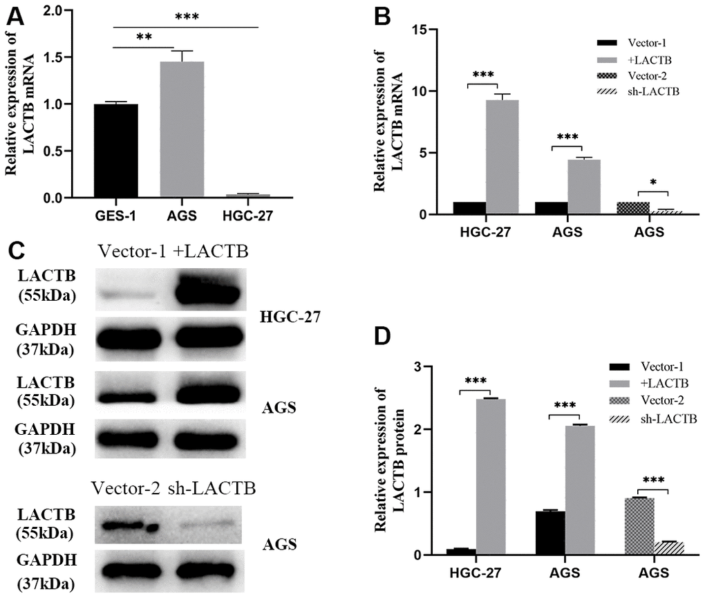 Construction of LACTB stable overexpression and knockdown cell lines. (A) LACTB transcript variant 1 expression in AGS and HGC-27 vs GES-1. (B) The expression level of LACTB transcript variant 1 in stably transfected strains. (C, D) Expression levels of LACTB protein in stably transfected strains. *P**P***P