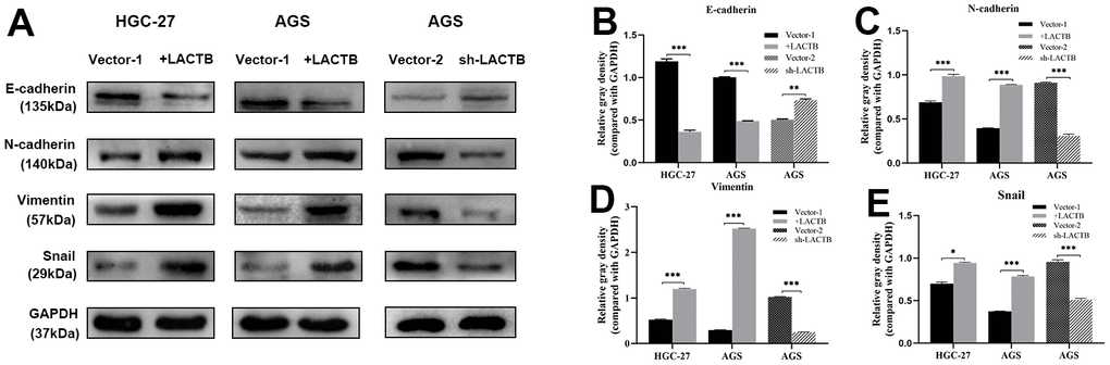 The effect of LACTB on EMT-related proteins in gastric cancer cells. (A) Expression levels of EMT-related proteins in HGC-27-LACTB, AGS-LACTB, AGS-sh-LACTB; (B–E) Bar graphs of EMT-related protein expression levels; *P**P***P