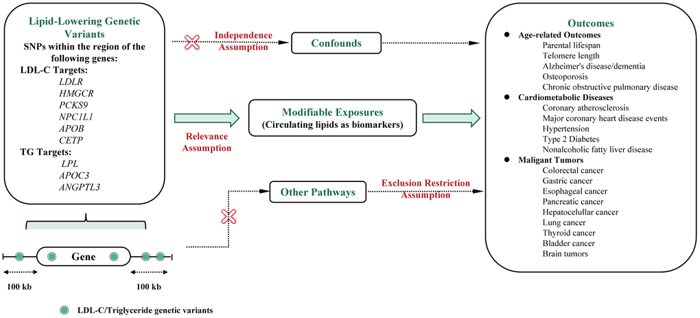 Flowchart of the study design and MR assumptions. Assumptions of the Mendelian randomization study: in this study, genetic instruments were selected to represent the pharmacological modulation of drug target proteins based on their associations with circulating lipid concentrations (relevance assumption). Additionally, it was assumed that the selected genetic variants are not associated with confounding factors (independence assumption). The third assumption was that genetic variants should not affect human lifespan through other pathways (exclusion restriction assumption). Abbreviations: LDL-C, Low-Density Lipoprotein Cholesterol; TC, Total cholesterol; TG, Total triglyceride; LDLR, Low-Density Lipoprotein Receptor; HMGCR, 3-hydroxy-3-methylglutaryl coenzyme A reductase; PCKS9, Proprotein Convertase Subtilisin/Kexin Type 9; NPC1L1, Niemann-Pick C1-like 1; APOB, Apoprotein B-100; CETP, Cholesteryl Ester Transfer Protein; LPL, Lipoprotein Lipase; ANGPTL3, Angiopoietin-related protein 3; APOC3, Apoprotein C-III; CHD, Major coronary heart disease; CAS, Coronary atherosclerosis; T2D, Type 2 diabetes.