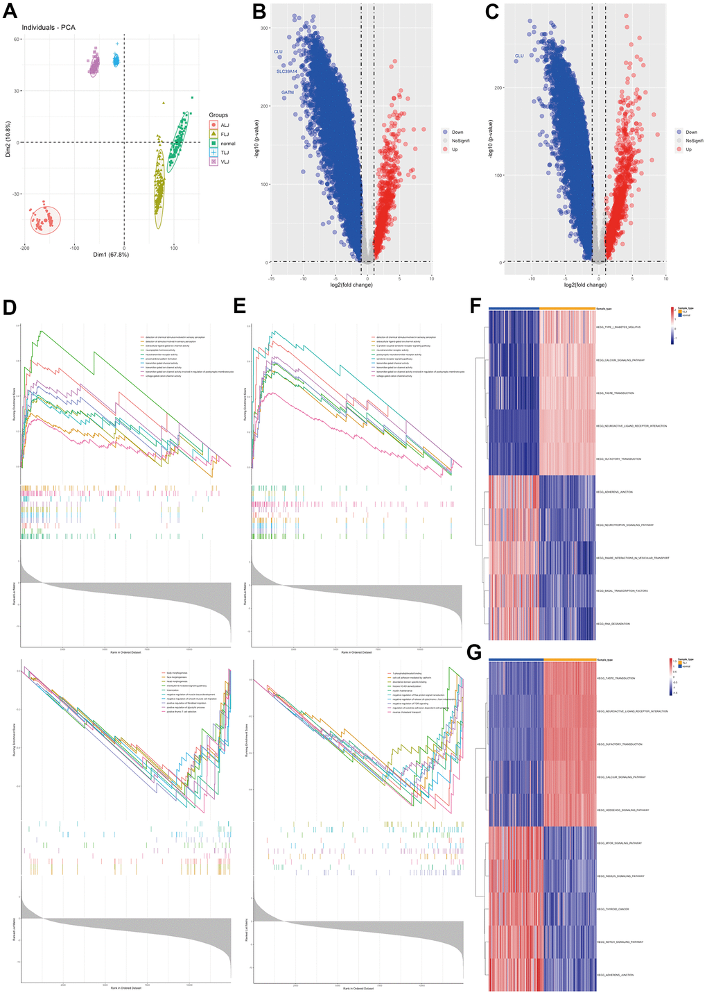 Molecular characterisation of VLJ and TLJ (A) PCA analysis of liver injury and normal. (B) Differential gene analysis of VLJ. (C) Differential gene analysis of TLJ. (D) GSEA analysis of VLJ based on GO gene set. (E) GSEA analysis of TLJ based on GO gene set. (F) GSVA analysis of VLJ based on KEGG pathway set. (G) GSVA analysis of TLJ based on KEGG pathway set.