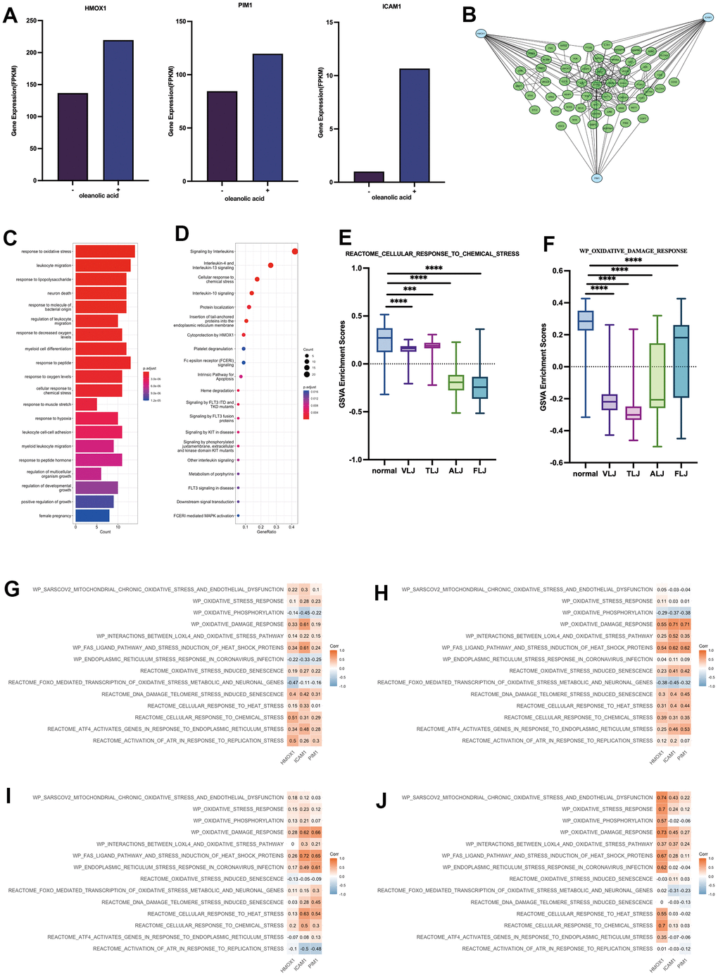 Key targets and protein networks of oleanolic acid (A) High expression of HMOX1, PIM1 and ICAM1 through oleanolic acid-related expression profiles. (B) PPI analysis of 3 key targets of oleanolic acid. (C) Gene function of genes in PPI analysis. (D) Cellular pathways of genes in PPI analysis. (E) GSVA analysis of response to chemical stress in liver injury. (F) GSVA analysis of response to oxidative damage in liver injury. (G) Relationship between key targets of oleanolic acid and 14 oxidative stress pathways in VLJ. (H) Relationship between key targets of oleanolic acid and 14 oxidative stress pathways in TLJ. (I) Relationship between key targets of oleanolic acid and 14 oxidative stress pathways in ALJ. (J) Relationship between key targets of oleanolic acid and 14 oxidative stress pathways in FLJ.