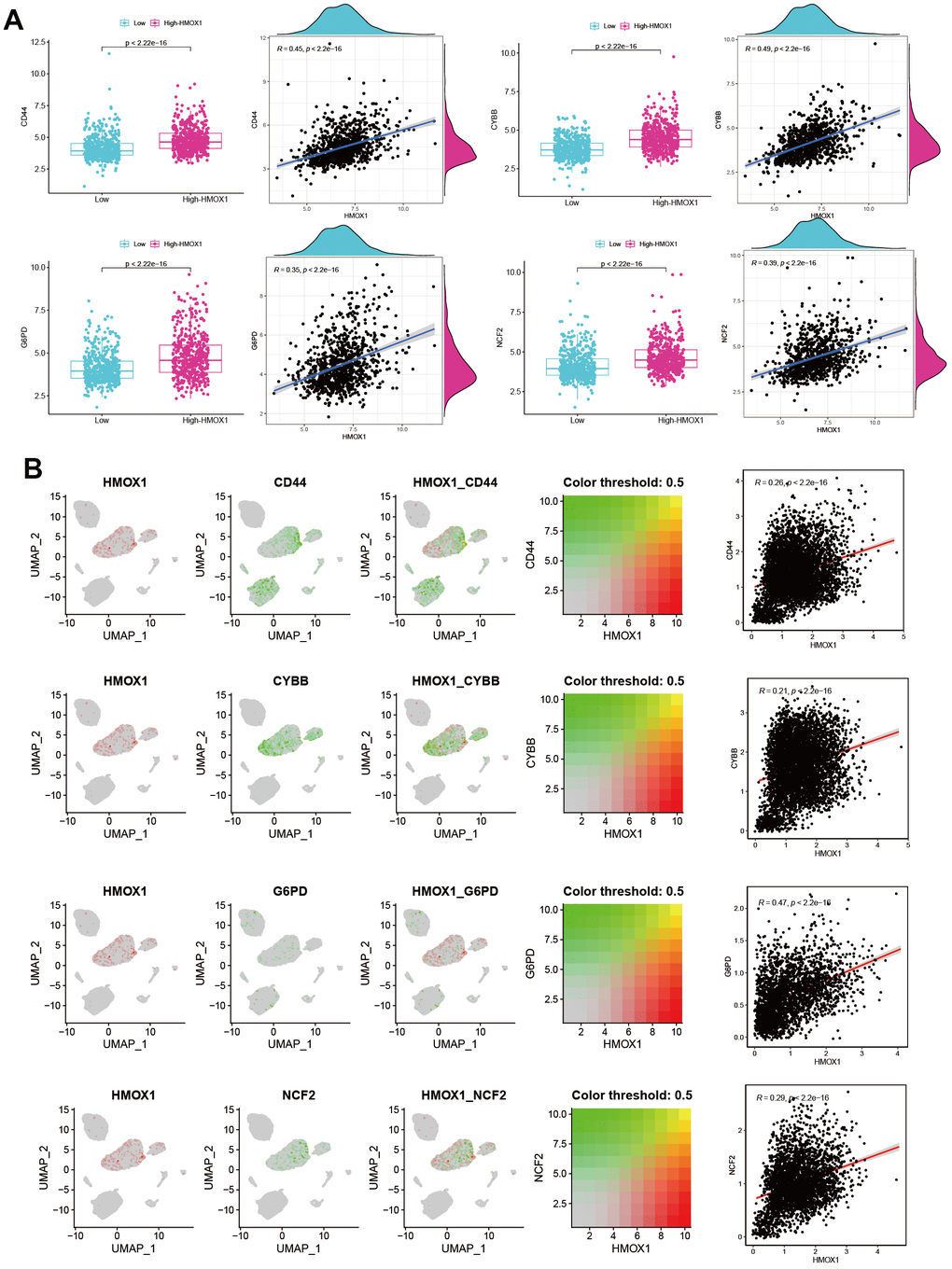HMOX1 and Ferroptosis in liver cancer (A) Ferroptosis promoting genes were strongly correlated with HMOX1 based on RNA-seq. (B) Ferroptosis promoting genes were strongly correlated with HMOX1 in liver cancer microenvironment.