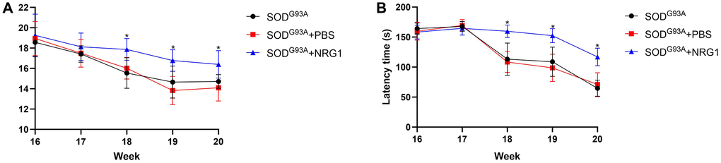 Recombinant NRG1 enhanced the motor function of ALS mice. We used the highest dose of NRG1 (0.5 mg/kg) and evaluated the motor function. (A) The weight of the ALS mice. (B) The latency time of rotarod test. *P n = 6).